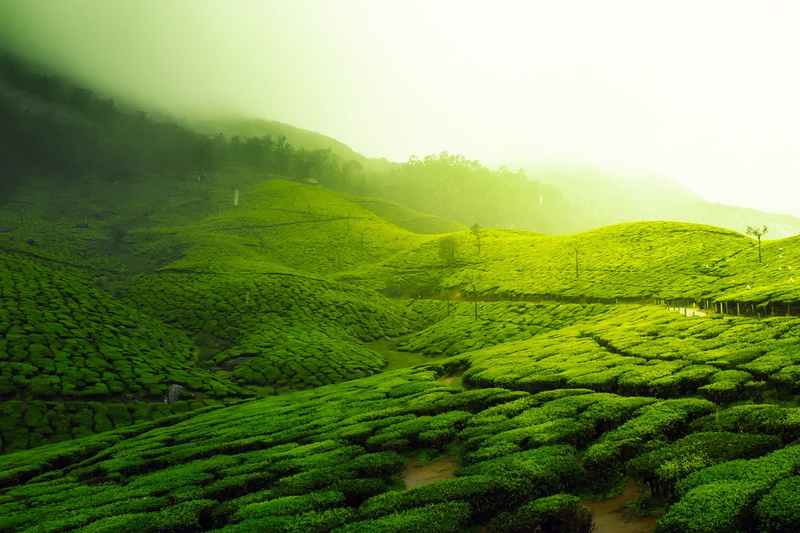 hdr, environment, greenery, tranquility, green color, fog, tea crop, scenic, agriculture, outdoors, tree, sky, plants, farm, fields, scenics, field, beautiful