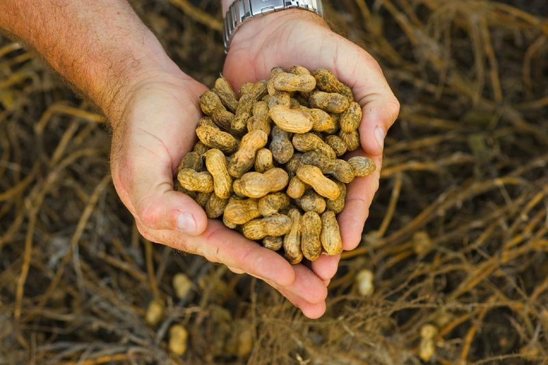 Agriculture, farm, brown, 1080P, vegetable, harvesting, growth, hand, Legume, freshness, farmer, human body part, close-up, one person, person, plant