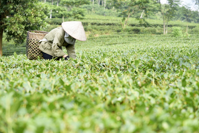 farmer, landscape, organic, working, plant, occupation, agriculture, clothing, hat, nature, harvesting, one person, food, 4K, farm, effort, growth, adult