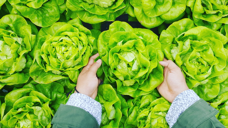 human limb, holding, people, wellbeing, organic, person, picking, plant part, food, flatlay, cabbage, green color, human body part, plant, hand, agriculture
