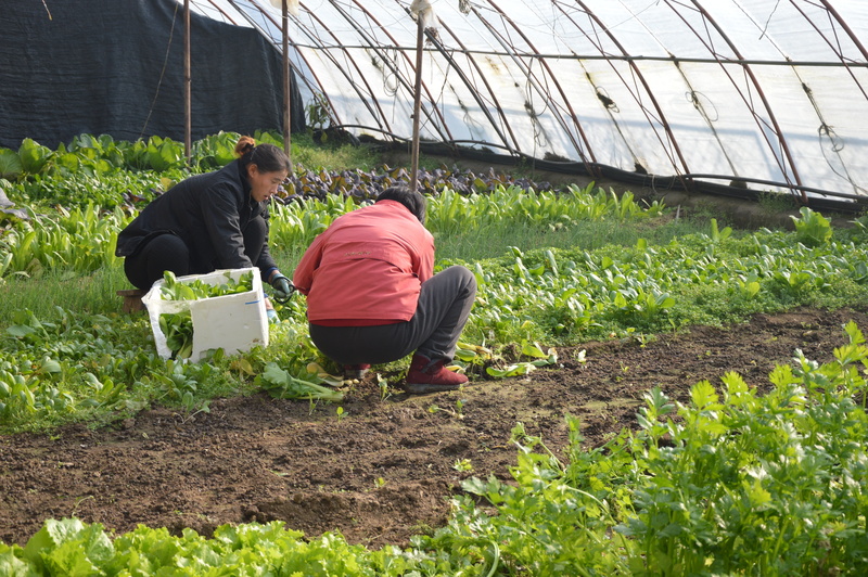 planting, gardening, real people, growth, rural scene, vegetable, greenhouse, plant nursery, lifestyles, farm, soil, crop, people, organic, farmers, vegetables