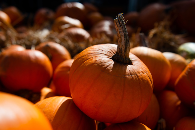 variation, halloween, thanksgiving, season, food, organic, gourd, harvest, pumpkins, agriculture, decoration, agricultural Fair, crop, nature, 5K, food And Drink