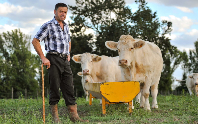 men, rural scene, field, domestic, animal, cows, near, cattle, cane, rural, adult, mature men, mammal, grass, agriculture, pasture, 1080P, farm, one mature man only