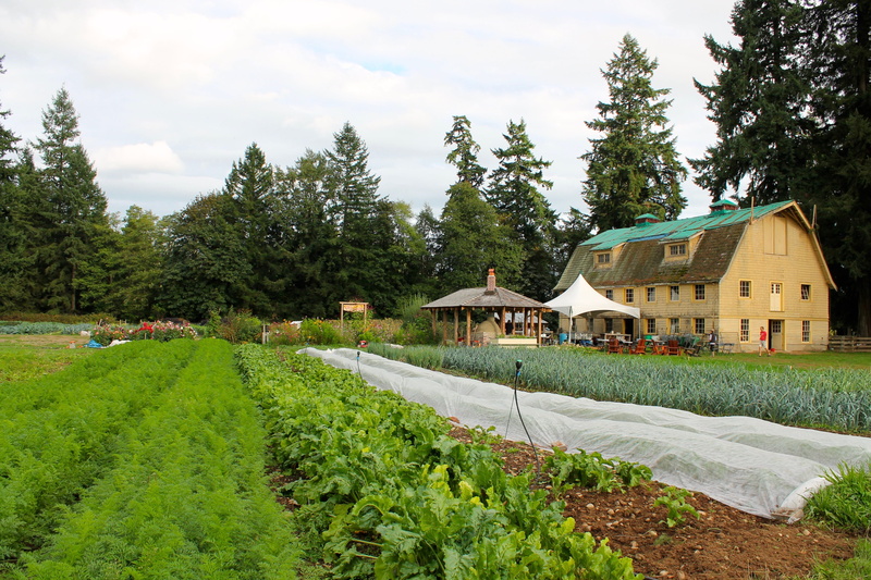 green color, nature, soil, crops, 4K, garden, no people, plant, land, house, british columbia, field, building exterior, built structure, sky, day, plants