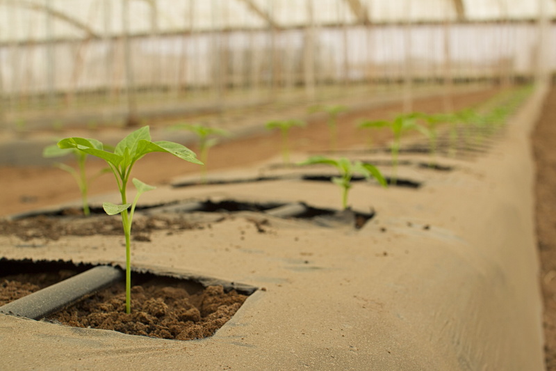 plant part, no people, land, cultivated, organic, gardening, development, agriculture, bio, power, vegetable Garden, farm, dirt, seedling, agricultural