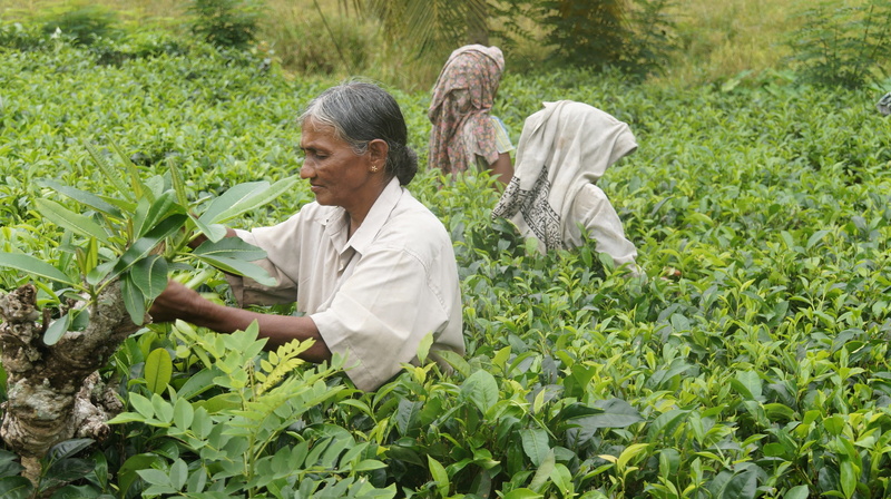 tea harvest, plantation, education, examining, green color, field, tee, day, occupation, science, rural scene, outdoors, nature, working, standing, people
