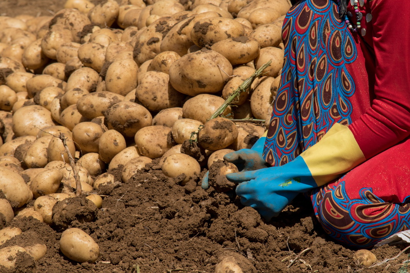 farming, nature, potatos, food, potato, real people, abundance, food and drink, vegetable, adult, one person, outdoors, organic, human body part, occupation