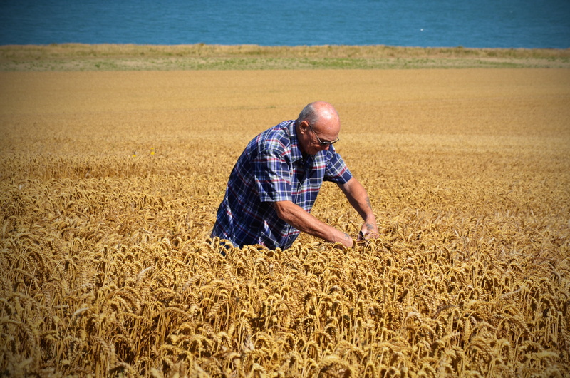 field, plant, 4K, mature adult, rural scene, countryside, farm, adult, france, scenic, farm worker, nature, organic, land, natural, landscape, one person