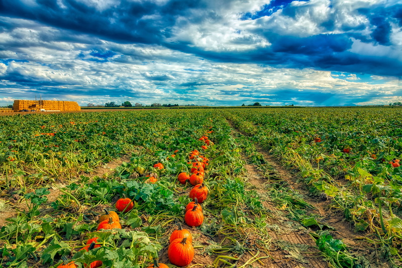 plants, clouds, 4K, colorado, tranquility, rural scene, landscape, rural, agriculture, land, fruit, outdoors, plant, sky, environment, beauty in nature