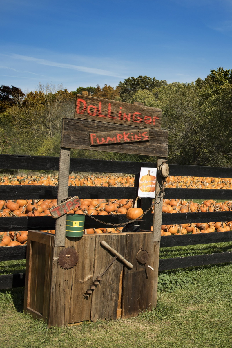 sky, farmer, environment, sign, nature, grass, sunlight, patch, landscape, land, farm, text, communication, no people, pumpkins, field, outdoors, western script