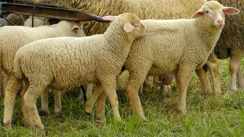 vertebrate, herbivorous, pets, field, community, 2K, affection, land, lamb, head, agriculture, soft, flock of sheep, animal themes, plant, sheep, animal