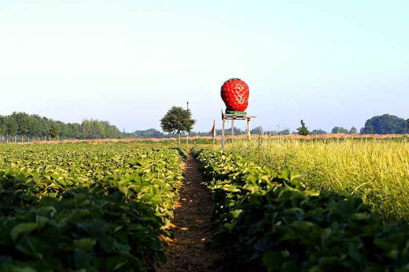 Arable, food, scenic, crop, summer, tranquil scene, nature, day, plant, strawberries, rural scene, road, no people, Strawberry Field, leaf, stop sign, outdoors
