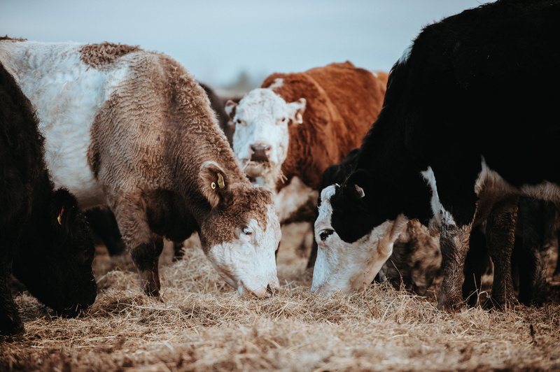 mammal, straw, vertebrate, rural scene, herbivorous, outdoors, cattle, animal, grazing, livestock, winters, vaca, feeding, field, pets, young animal, group of animals