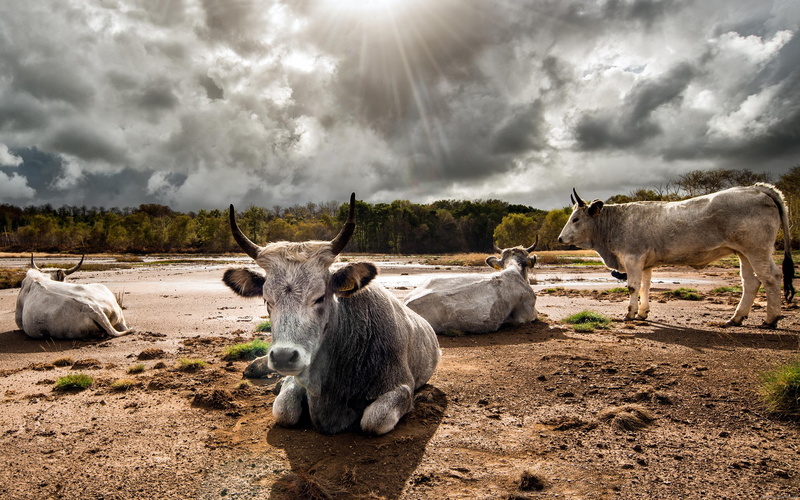 cloud, 2K, cow, animal, bull, based, herd, bulls