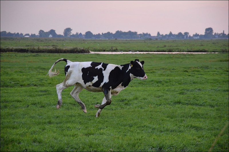 one animal, animal themes, pets, field, domestic, no people, nature, domestic animals, rural, grass, running, landscape, mammal, cow, 1080P, farmland