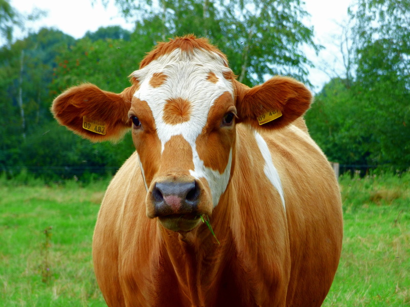 cattle, meadow, mammals, eyes, domestic cattle, livestock, nature, pasture, simmental cattle, cow, 4K, head, graze, herbivorous, rural Scene, farm, grass