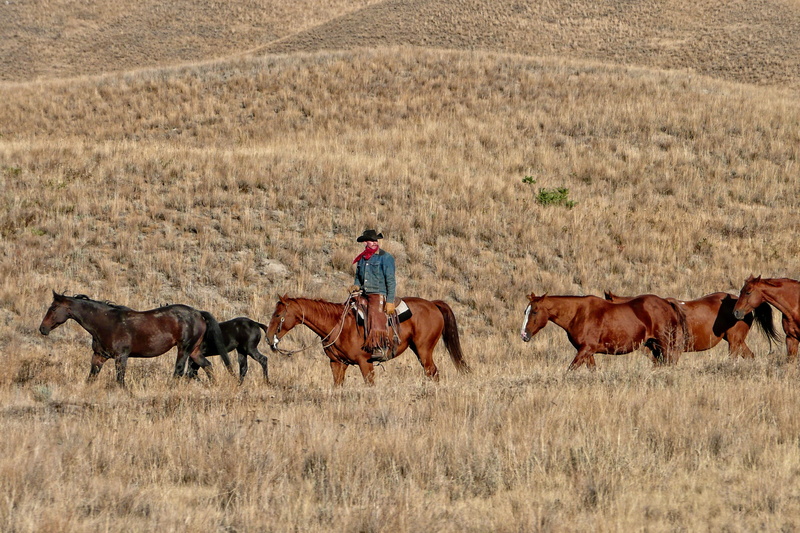 working, rural scene, one person, mammal, grass, group of animals, horse, animal, outdoors, nature, plant, animal wildlife, one man only, herbivorous, Cattle