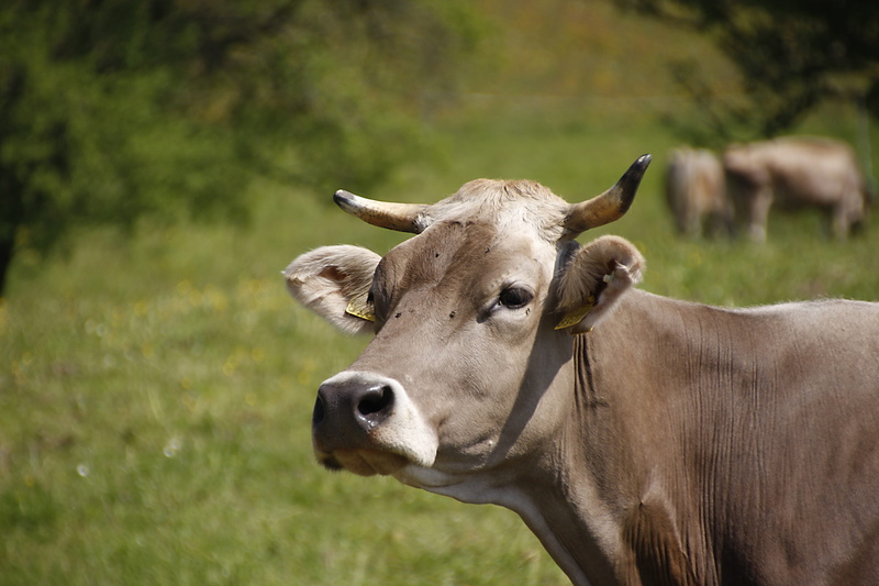 nature, plant, day, animal wildlife, pets, horned, focus on foreground, cow, grass, livestock, agriculture, mammal, outdoors, Milk Cow, animal themes, meadow
