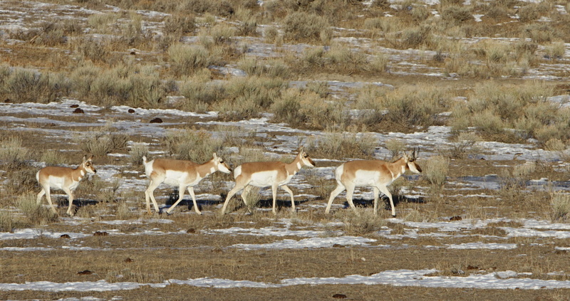 looking, group of animals, plant, livestock, montana, vertebrate, wildlife, walking, pronghorn, antilocapra americana, herd, snow, yellowstone national park