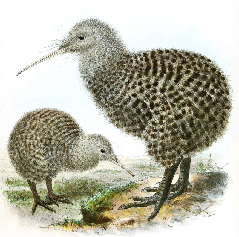 snow, group of animals, animals in the wild, no people, gosling, field, photos, cold temperature, animal themes, spotted kiwi, close-up, land, haastii