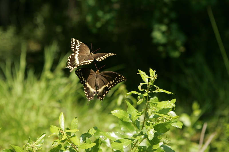 scenic, pollination, blossom, animals in the wild, hillebrand, macro, outdoors, invertebrate, one animal, beauty In Nature, spread wings, white, 1080P