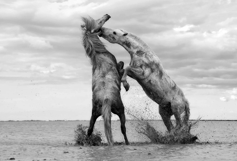 water, public domain, wildlife, sky, vertebrate, animal wildlife, shallow, outdoors, beauty in nature, 1080P, animal, no people, conflict, sea, Fighting