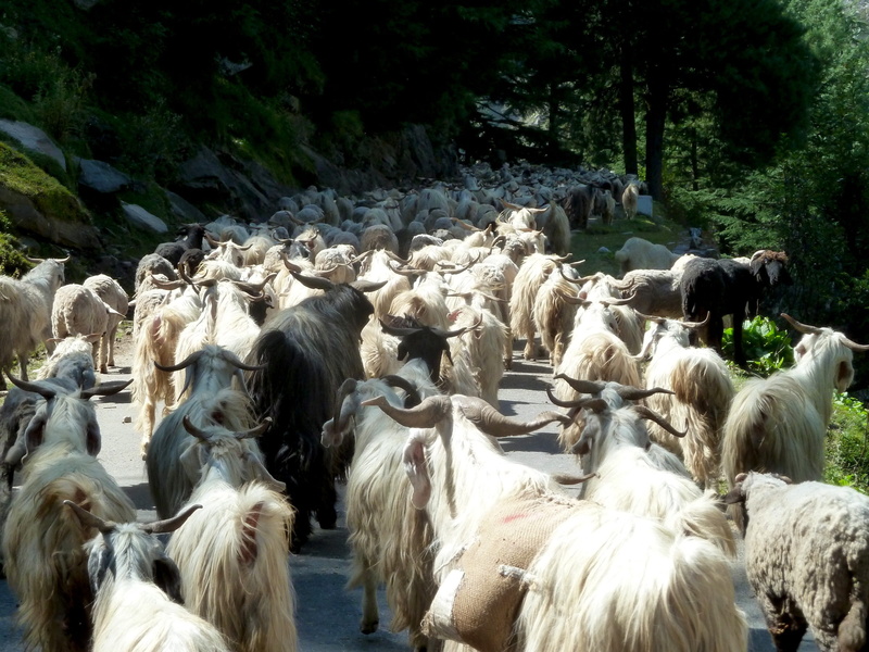 wild, flock of sheep, vertebrate, Goats, 1080P, cattle, animal, Mammal, food, plant, Nature, animal themes, mountain, agriculture, no people, group of animals