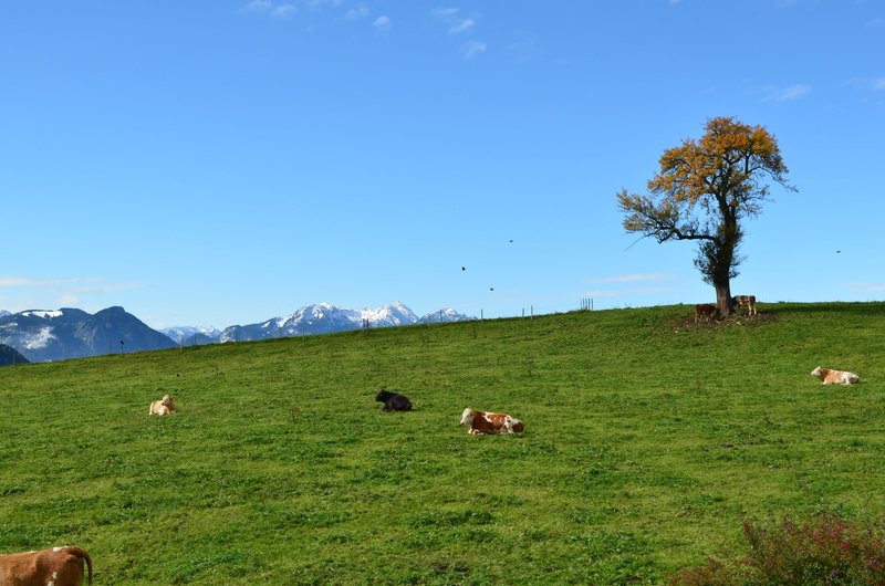 mammal, Alpine, non-Urban Scene, cow, Cows, group of animals, domestic animals, grazing, medium group of animals, Tree, farm Animals, outdoors, animal