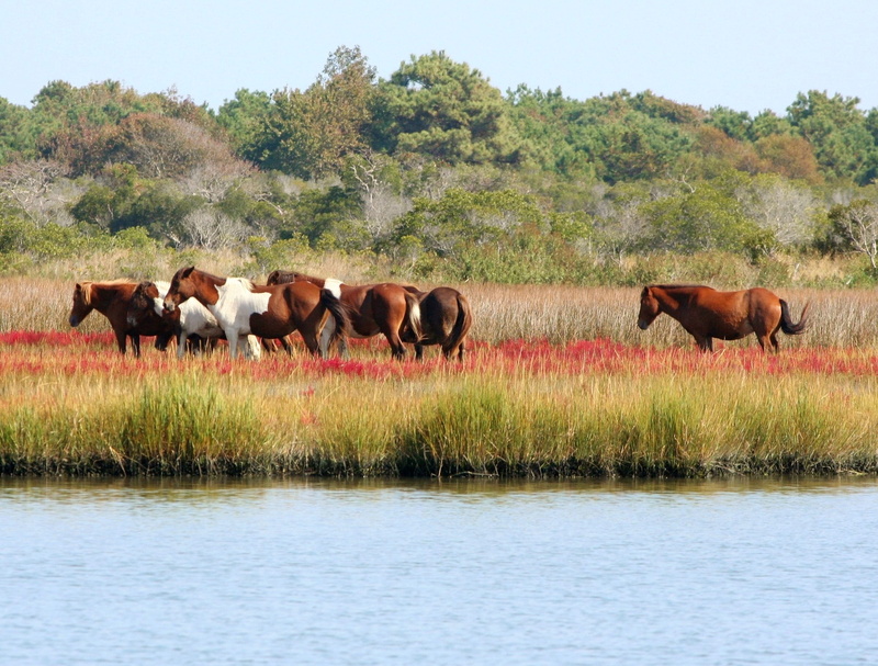 animals And Pets, domestic, landscape, 1080P, outdoors, mammal, animal, domestic animals, photo, marsh ponies, horses, field, rural Scene, assateague