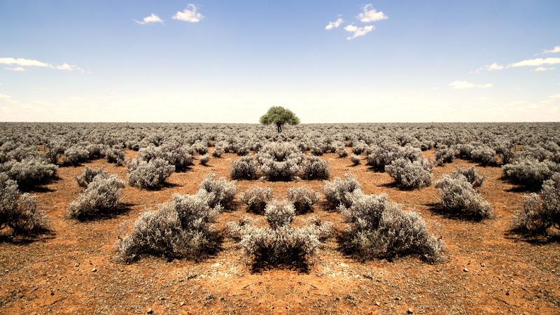 sky, arid climate, desert, semi-arid, large group of animals, rock - object, beauty in nature, green tree, tree, area, scenics - nature, blue, environment