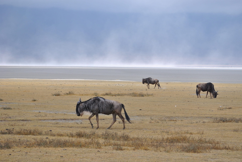 nature, scenics, wildlife, wildebeest, mammal, cloud - sky, 2K, outdoors, steppe, tanzania, landscape, animal wildlife, africa, sky, safari, wilderness Area