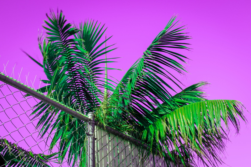 inverted, tropical climate, beauty in nature, pier 23 cafe, tranquility, pink color, nature, close-up, plant, leaf, united states, tree, date palm tree
