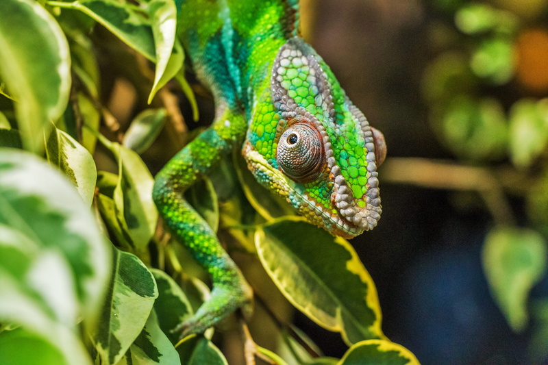 animal body part, animals in the wild, animal themes, one animal, no people, reptile, hiding from, animal, rainforest, nature, madagascar, leaf, animal scale