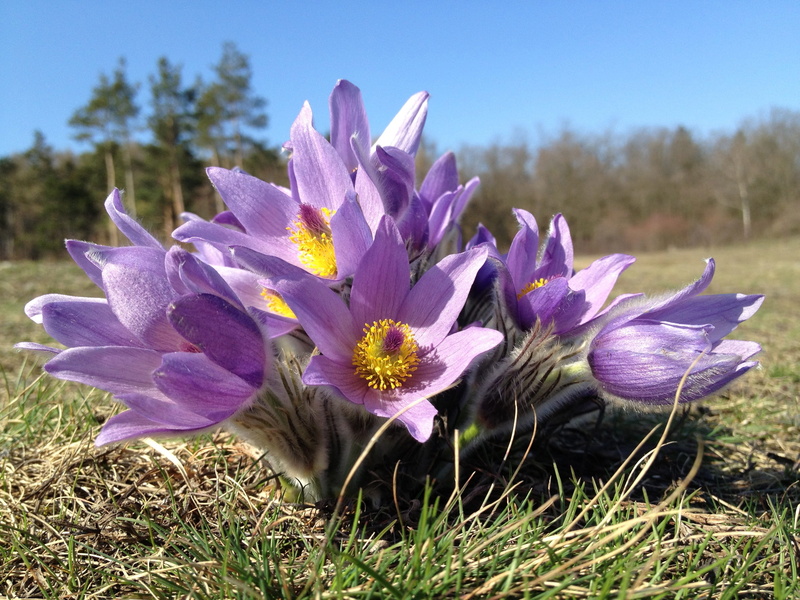 plant, blossom, grass, fragility, flowers, close-up, focus on foreground, bloom, pulsatilla grandis, beauty in nature, outdoors, 2K, growth, no people