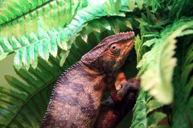 green color, animal themes, outdoors, furcifer pardalis, animal scale, close-up, chameleon, vertebrate, plant part, pardalis, leaf, animals in the wild