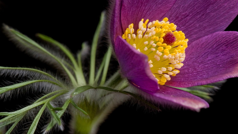 pulsatilla, soft focus, pollen, no people, growth, vibrant color, nature, freshness, leaves, flower, grass, pink color, petals, purple, black background