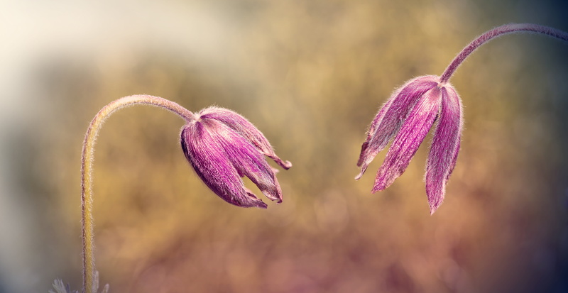 purple, growth, flower head, petaled, selective focus, light, 8K, ranunculaceae, focus on foreground, plant, photography, flower, spring flower, outdoors