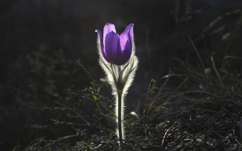 purple, leaf, sunlight, flower Head, freshness, no People, macro, sepal, green Color, meadow, wildflower, selective focus, pasque, grass, rural Scene, season