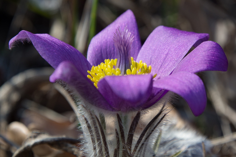 beauty in nature, selective focus, purple, spring, Pulsatilla, day, petal, plant, focus on foreground, 4K, vulnerability, growth, pasqueflower, blossom