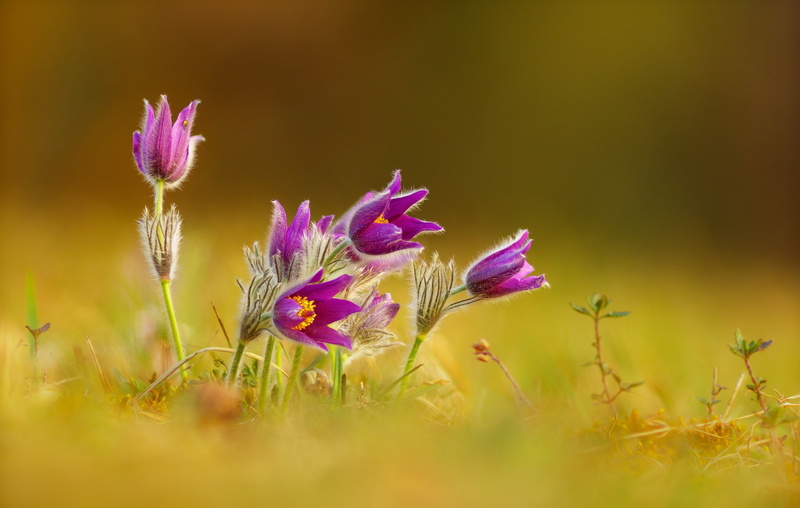 Purple Flower, 1080P, Nature, Pulsatilla, Close-Up, Flower, Flowers