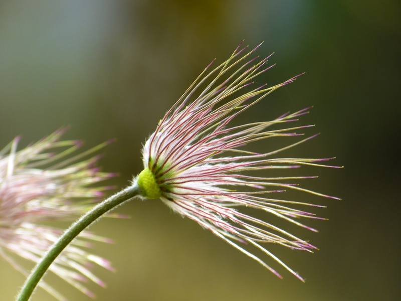 green color, dry plant, day, freshness, Pasque Flower, vulnerability, no people, flowering plant, spring, common pasque flower, flower, inflorescence, plant stem