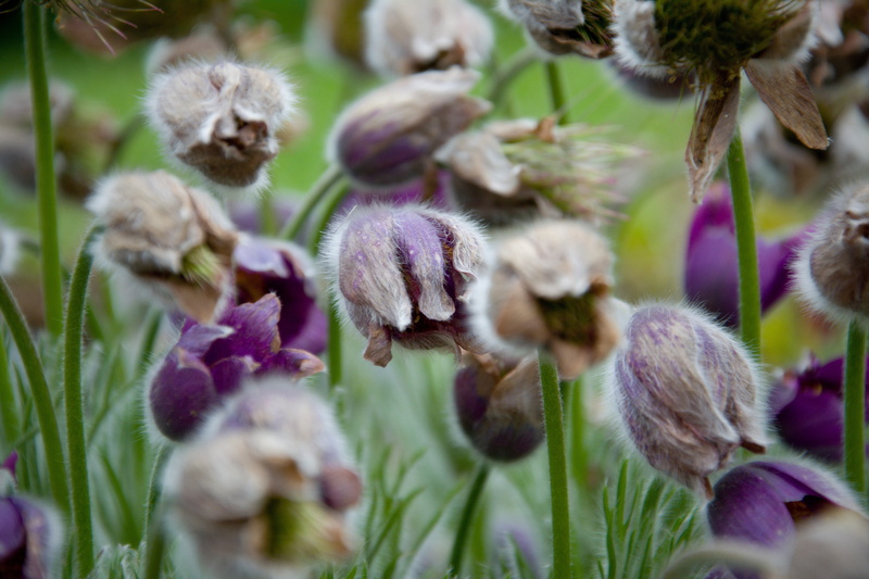 focus on foreground, bud, freshness, 5K, flower, purple, outdoors, plant stem, plant part, nature, growth, no people, flowering plant, fragility, flower head