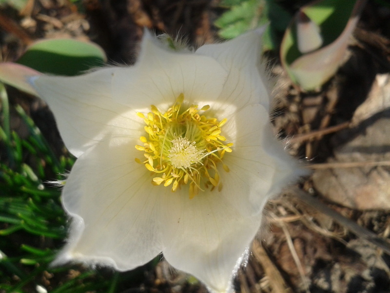 inflorescence, focus on foreground, yellow, growth, early bloomer, flower, Pulsatilla, petal, close-up, vulnerability, White, selective focus, white color
