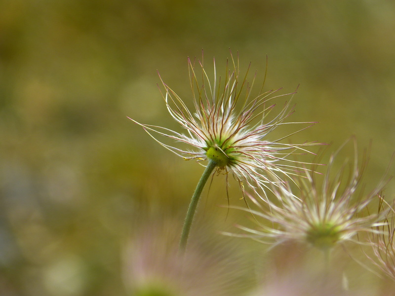 seed, spring, meadow, focus on foreground, Pasqueflower, sepal, single Flower, 4K, summer, dry plant, selective focus, vulnerability, dandelion seed, flowering plant