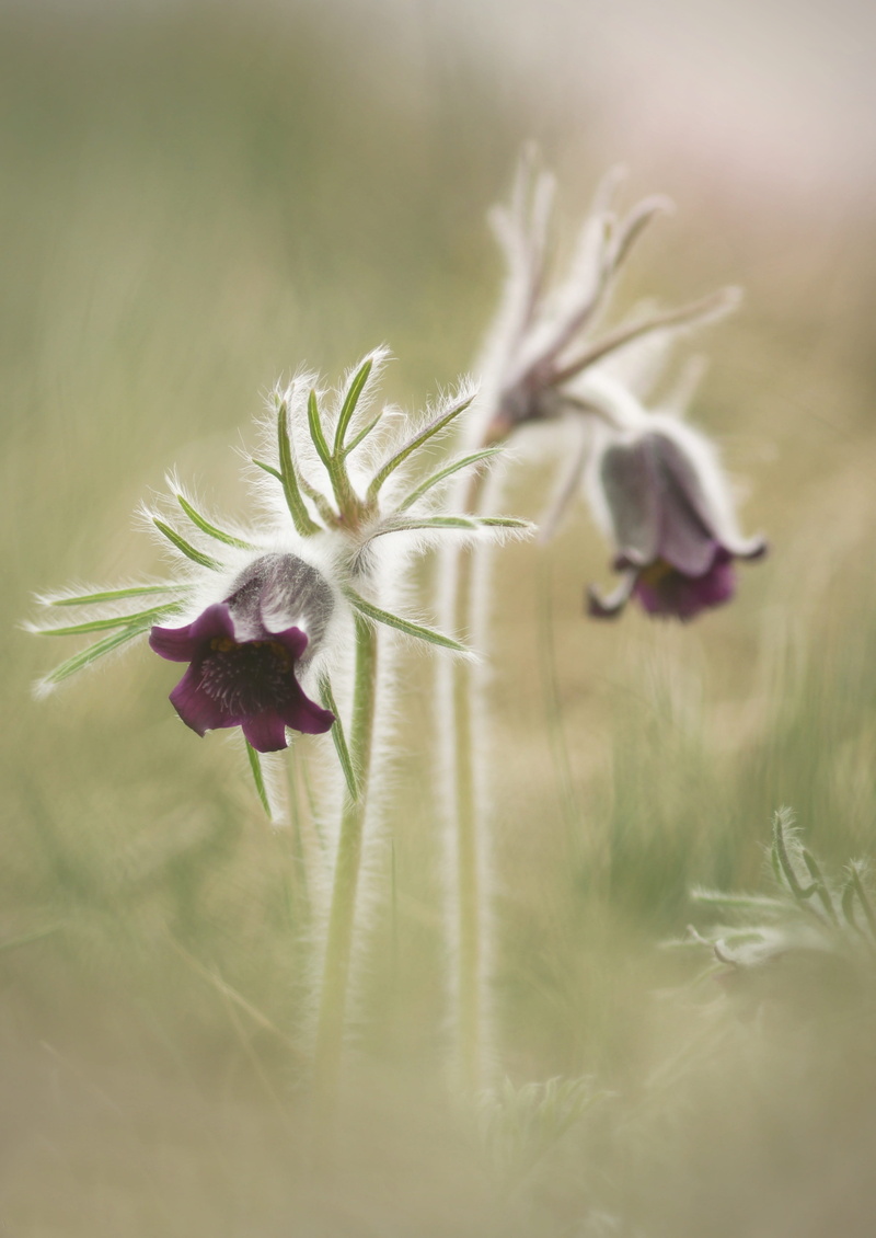 fragility, vulnerability, freshness, inflorescence, Pulsatilla Pratensis, flower head, field, selective focus, Protected, purple flower, meadow, petal