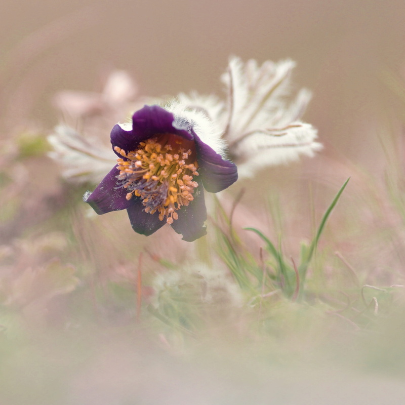 animal wildlife, plants, flower, petal, pulsatilla pratensis, focus on foreground, no people, pollination, dreamy, beauty in nature, flower head, macro