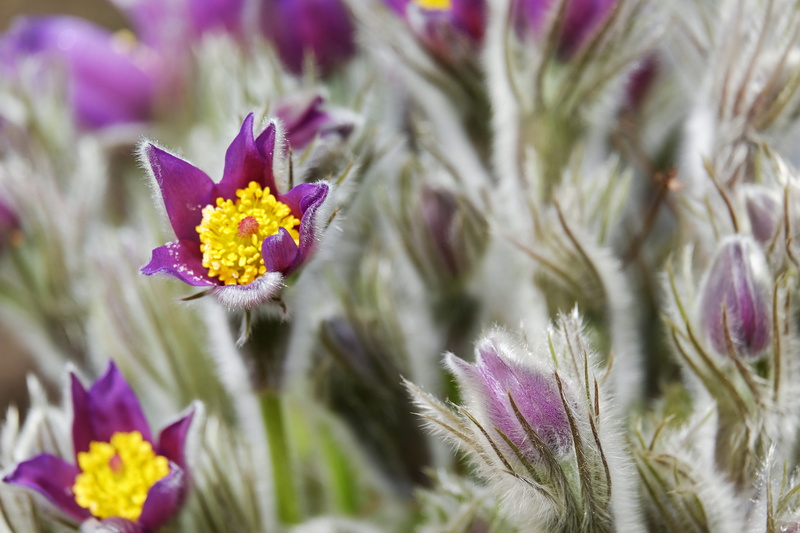 focus on foreground, nature, purple, growth, bloom, harbinger of spring, bells, day, petal, fragility, 4K, dry plant, yellow, fluffy, selective focus