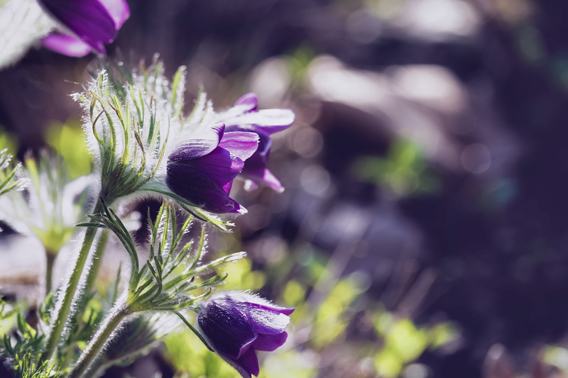 focus on foreground, selective focus, close-up, plant, purple, outdoors, fragility, harbinger of spring, crocus, violet, fluffy, plant stems, early bloomer