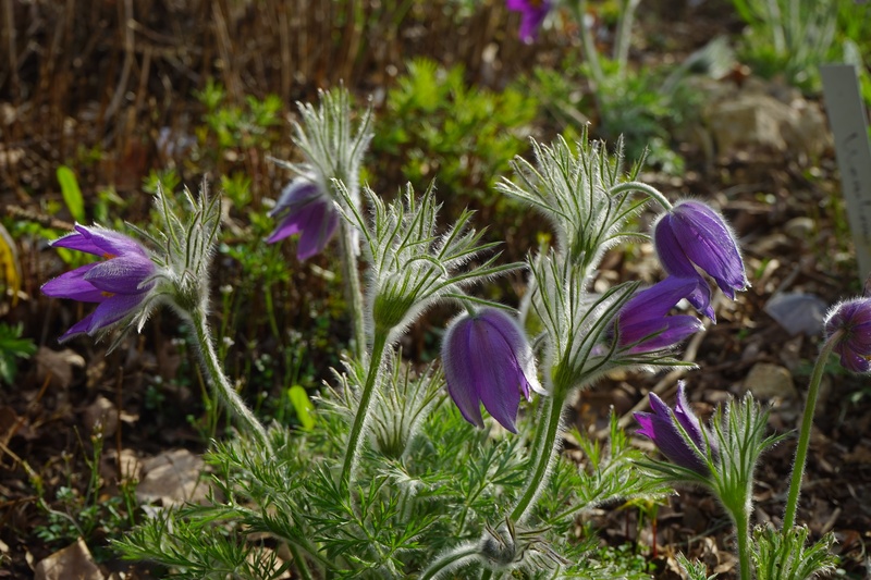 land, outdoors, crocus, flower, plant, petal, nature, field, fragility, flowerbed, freshness, hairy, common pasque flower, crimson, growth, vulnerability