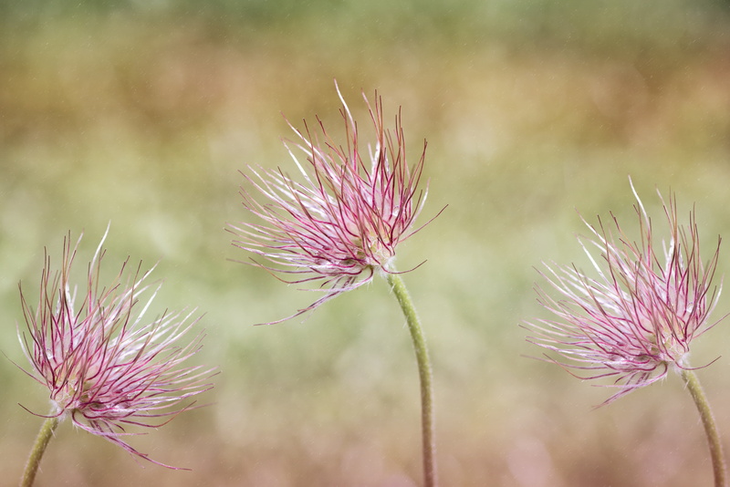 common pasque flower, freshness, inflorescence, flowers, summer, beauty in nature, close, plant, shallow, fragility, 5K, thistle, no people, herb, springtime